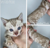 Photo №1. bengal cat - for sale in the city of Москва | 586$ | Announcement № 36025