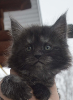 Photo №1. maine coon - for sale in the city of Tikhvin | 325$ | Announcement № 1170