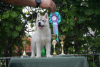 Photo №4. I will sell siberian husky in the city of Knjazevac.  - price - negotiated