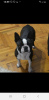 Additional photos: Boston terrier puppies