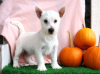 Photo №2 to announcement № 44771 for the sale of west highland white terrier - buy in Germany 