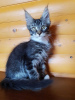 Photo №1. maine coon - for sale in the city of Kharkov | 477$ | Announcement № 13988