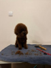 Photo №4. I will sell poodle (royal) in the city of Zrenjanin. breeder - price - negotiated