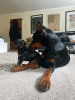 Photo №4. I will sell dobermann in the city of Vilnius. private announcement - price - 370$