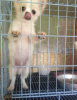 Photo №1. chihuahua - for sale in the city of Yekaterinburg | 396$ | Announcement № 9649