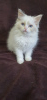 Photo №4. I will sell ragdoll in the city of Minsk. breeder - price - 500$