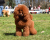 Additional photos: Miniature Poodle puppies