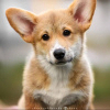 Photo №1. welsh corgi - for sale in the city of Cherkasy | Is free | Announcement № 70999