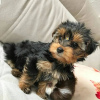 Photo №1. yorkshire terrier - for sale in the city of Гамбург | 280$ | Announcement № 119339