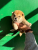 Photo №3. Shiba Inu TOP puppies. Serbia