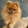 Photo №1. pomeranian - for sale in the city of Copenhague | negotiated | Announcement № 77547