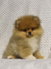 Photo №3. Buu Pomeranians puppies. Serbia