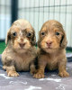 Photo №2 to announcement № 99311 for the sale of dachshund - buy in United States 