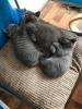 Photo №3. Tested British short hair kittens for sale. Germany