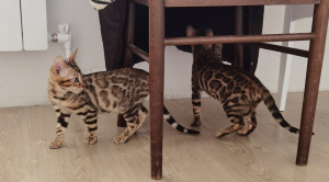Photo №1. bengal cat - for sale in the city of Orenburg | negotiated | Announcement № 7112