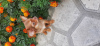 Photo №1. chihuahua - for sale in the city of Dnipro | 283$ | Announcement № 63333