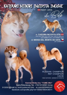 Photo №2 to announcement № 4883 for the sale of shiba inu - buy in Russian Federation breeder