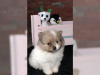 Photo №2 to announcement № 124948 for the sale of pomeranian - buy in Germany private announcement