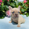 Photo №4. I will sell french bulldog in the city of Gdańsk. private announcement - price - 306$