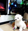 Photo №1. bichon frise - for sale in the city of Minsk | 1000$ | Announcement № 32294