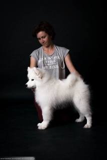 Photo №2 to announcement № 2987 for the sale of samoyed dog - buy in Russian Federation from nursery, breeder