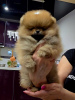 Photo №1. pomeranian - for sale in the city of Belgrade | 1412$ | Announcement № 127834