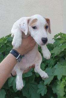 Photo №2 to announcement № 2491 for the sale of jack russell terrier - buy in Russian Federation 