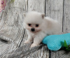 Photo №2 to announcement № 12645 for the sale of pomeranian - buy in Switzerland private announcement, from nursery, from the shelter, breeder