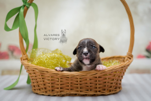 Photo №1. american staffordshire terrier - for sale in the city of St. Petersburg | 584$ | Announcement № 2465