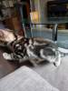 Photo №3. Vaccinated Bengal Cats kittens available for Adoption now. Netherlands