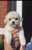 Additional photos: Kc Registered Bichon Frise Pups