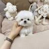 Photo №1. maltese dog - for sale in the city of Hudiksvall | 528$ | Announcement № 48037