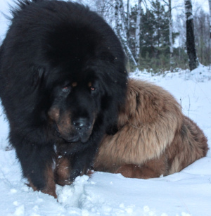 Additional photos: Tibetan mastiff puppies for sale