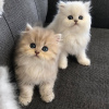 Photo №1. persian cat - for sale in the city of Афины | negotiated | Announcement № 109867