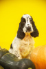 Photo №2 to announcement № 79412 for the sale of english cocker spaniel - buy in Belarus from nursery
