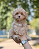 Photo №3. maltipoo. Germany