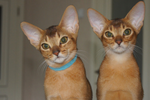 Photo №3. Abyssinian cat. Russian Federation