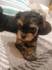 Photo №4. I will sell beaver yorkshire terrier, yorkshire terrier in the city of Daugavpils. private announcement, from nursery, breeder - price - 475$