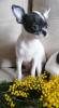 Photo №2 to announcement № 40388 for the sale of chihuahua - buy in Belarus private announcement, breeder