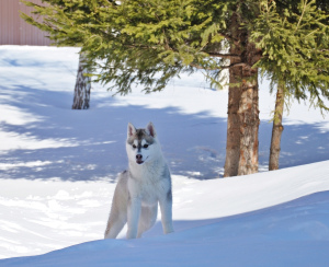 Photo №3. Kennel & quot; Northern Shadow & quot; offers for sale high-pedigree. Russian Federation