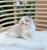 Photo №1. ragdoll - for sale in the city of Bakersfield | 264$ | Announcement № 119542