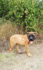 Photo №2 to announcement № 23483 for the sale of bullmastiff - buy in Russian Federation private announcement
