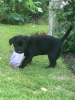 Photo №1. labrador retriever - for sale in the city of Kangerlussuaq | negotiated | Announcement № 126473