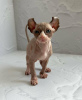 Photo №2 to announcement № 96217 for the sale of sphynx cat - buy in United States private announcement, breeder