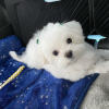 Additional photos: Maltese baby