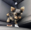 Photo №1. yorkshire terrier - for sale in the city of Sydney | 1200$ | Announcement № 84734