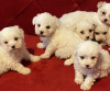 Photo №1. maltese dog - for sale in the city of Kuwait City | negotiated | Announcement № 40433
