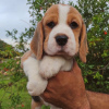 Photo №4. I will sell beagle in the city of Nuremberg. private announcement - price - 380$