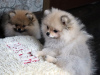 Photo №2 to announcement № 11883 for the sale of pomeranian - buy in Ukraine from nursery