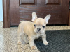 Photo №1. french bulldog - for sale in the city of Jork | Is free | Announcement № 120487